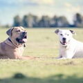 Boerboel