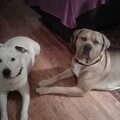 Boerboel