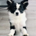 Chihuahua, langhaar