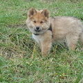 Finse Lappenhond