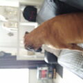 Boxer