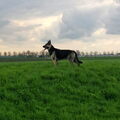 Oost Europese herder