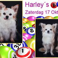 Harley´s bingo namiddag voor kleine hondjes