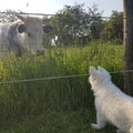 Zwitserse witte herder van het Svenhof
