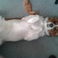 Kooikerhondje