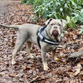Old English Bulldog