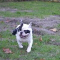 Franse Bulldog