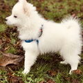 Keeshond, Middenslag