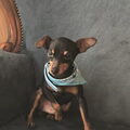 Dwergpinscher
