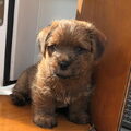 Norfolk Terrier