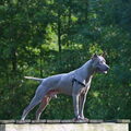 Thai Ridgeback