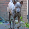 Thai Ridgeback