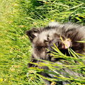 Grote Keeshond, wolfsgrijs