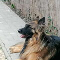 Oud Duitse Herdershond