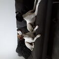 Engelse Pointer