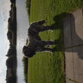 Bouvier