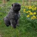 Bouvier