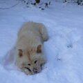 Eurasier