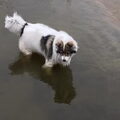 Thai Bankaew Dog
