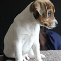 Deens Zweedse Boerderijhond