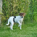Deens Zweedse Boerderijhond