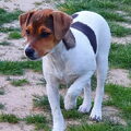 Deens Zweedse Boerderijhond