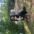 Berner Sennenhond