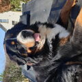 Berner Sennenhond