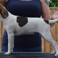 Deens Zweedse Boerderijhond