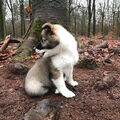 IJslandse Hond