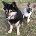 IJslandse Hond