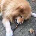 Finse Lappenhond