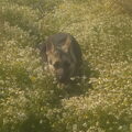 Oost Europese herder