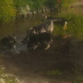 Oost Europese herder