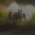 Oost Europese herder