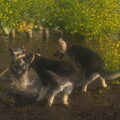 Oost Europese herder