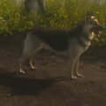 Oost Europese herder