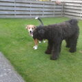 Bouvier