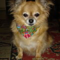 Chihuahua, langhaar