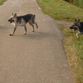 Oost Europese herder