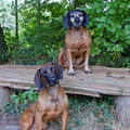 Bayerischer Gebirgsschweisshund