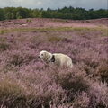 Kuvasz