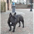 Franse Bulldog
