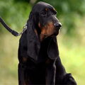 Black and Tan Coonhound