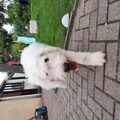 Komondor