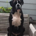 Boxer