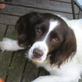 Engelse Springer Spaniel