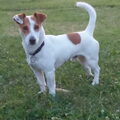Jack Russell Terrier