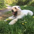 Bouvier