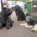 Bouvier